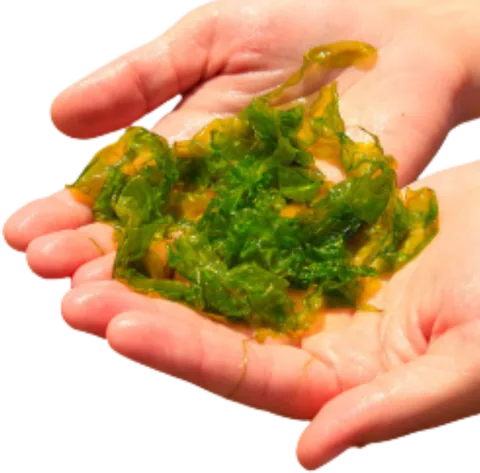 Chlorella