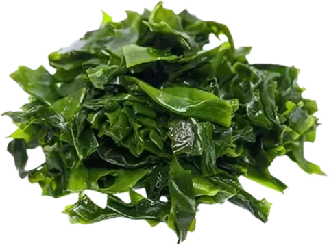 Kelp