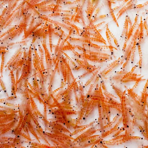 Harina de krill