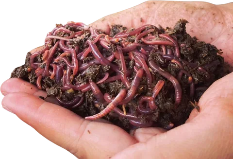 Lombriz roja californiana