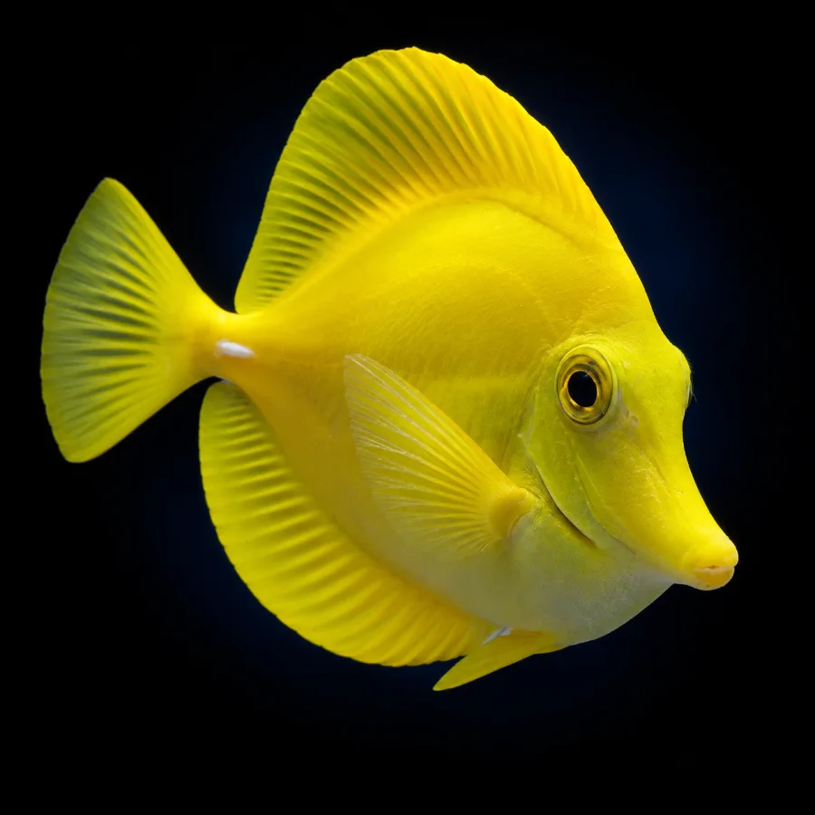Tang amarillo, pez marino de arrecife