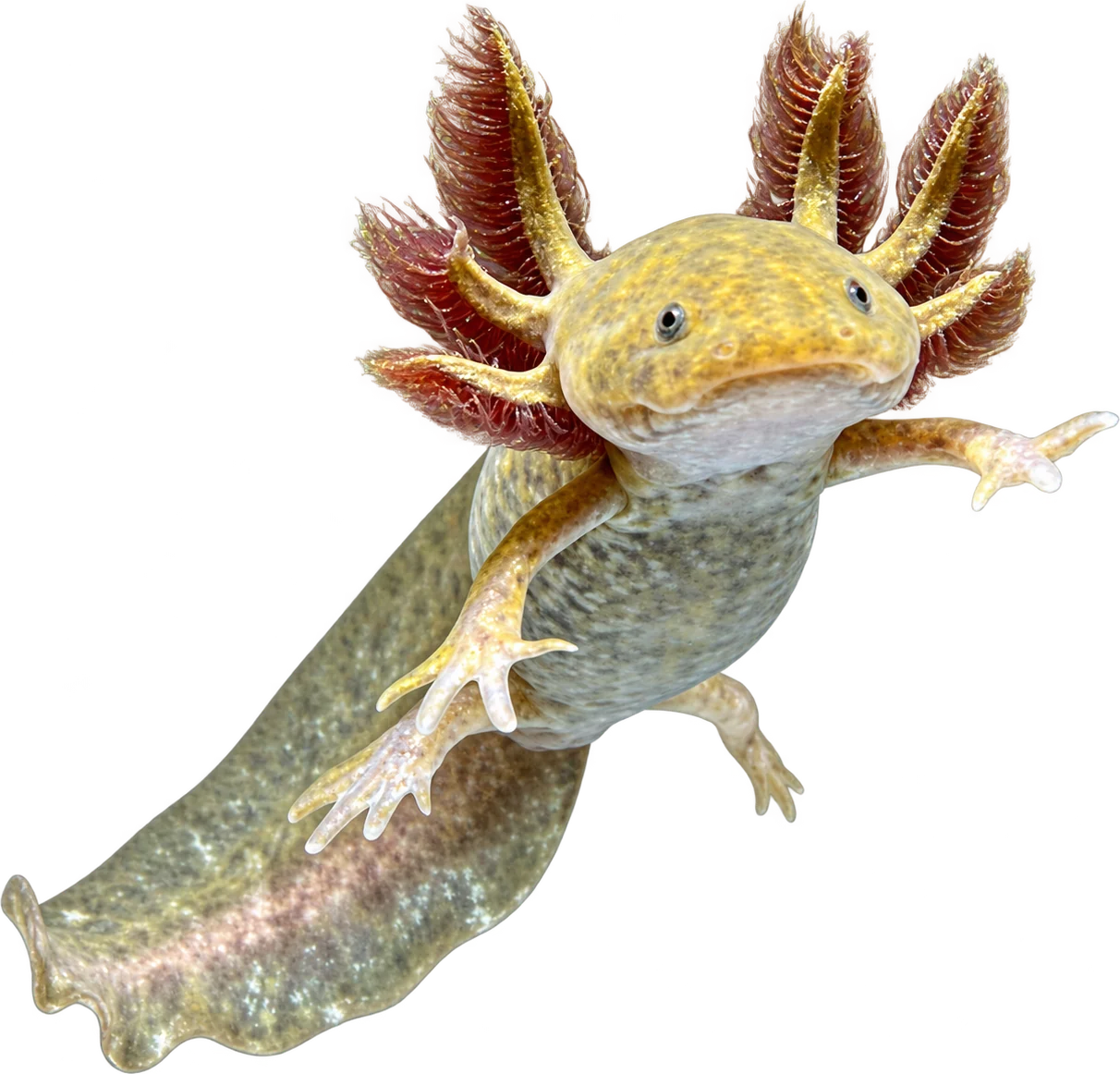 Ajolote Copper, Ambystoma mexicanum