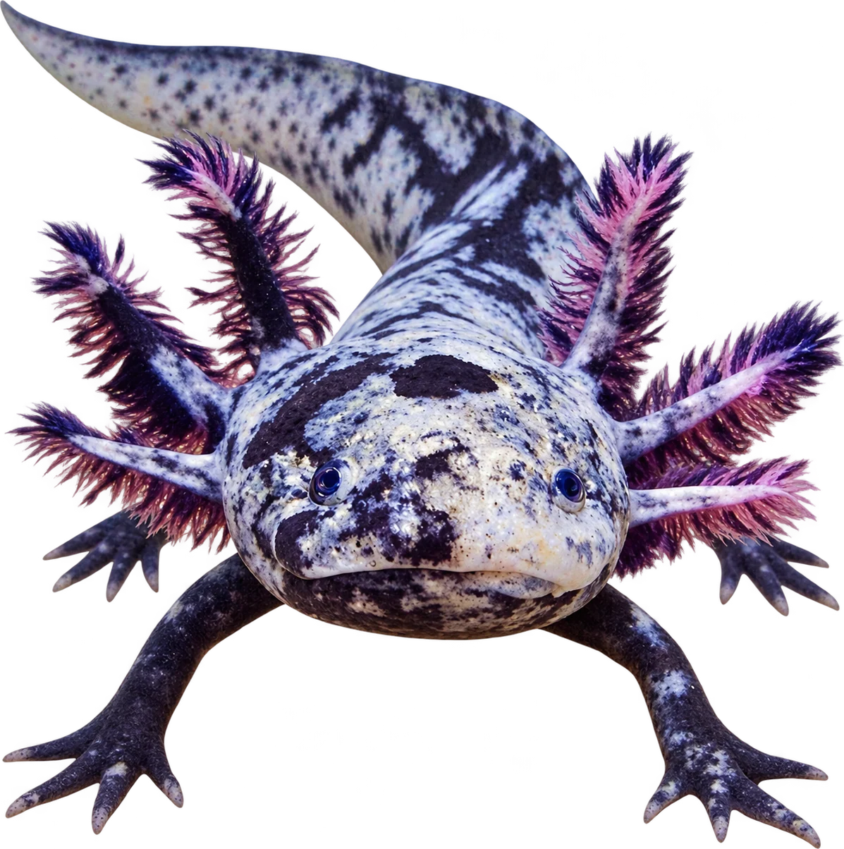 Ajolote Mosaico, Ambystoma mexicanum
