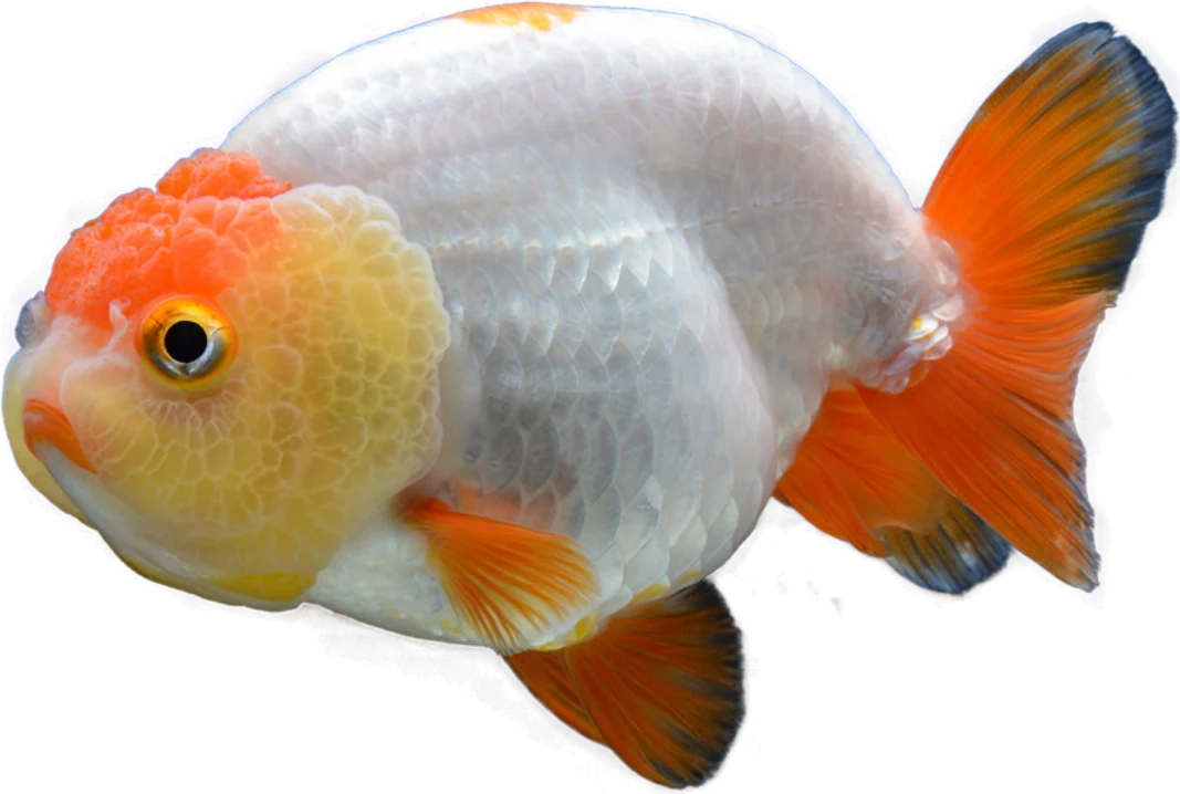 Ranchu, Carassius auratus