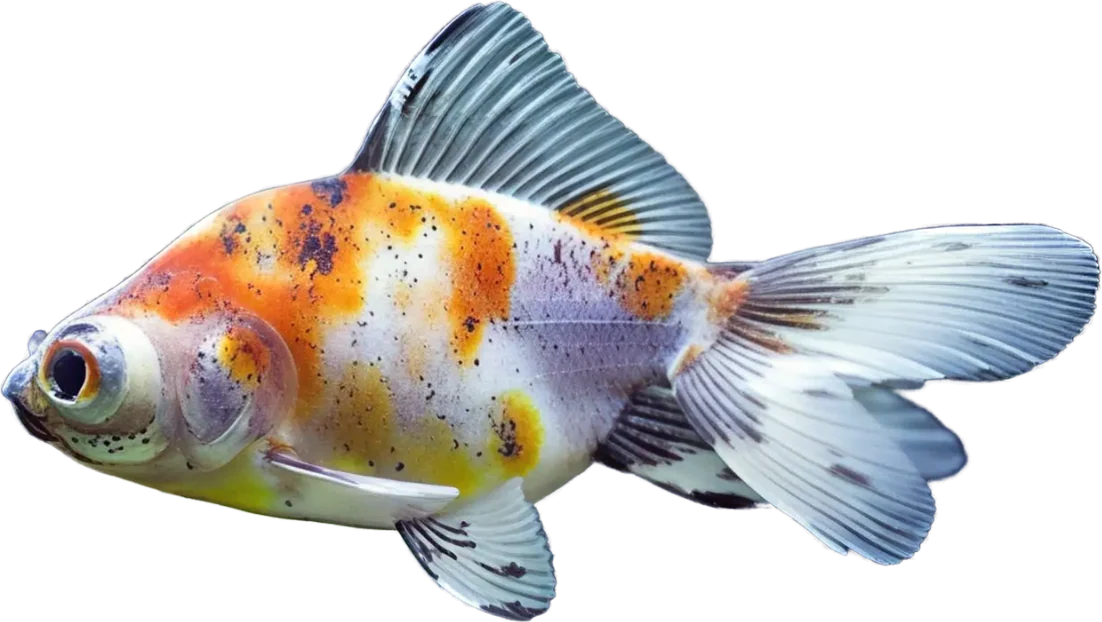 Fantail, Carassius auratus