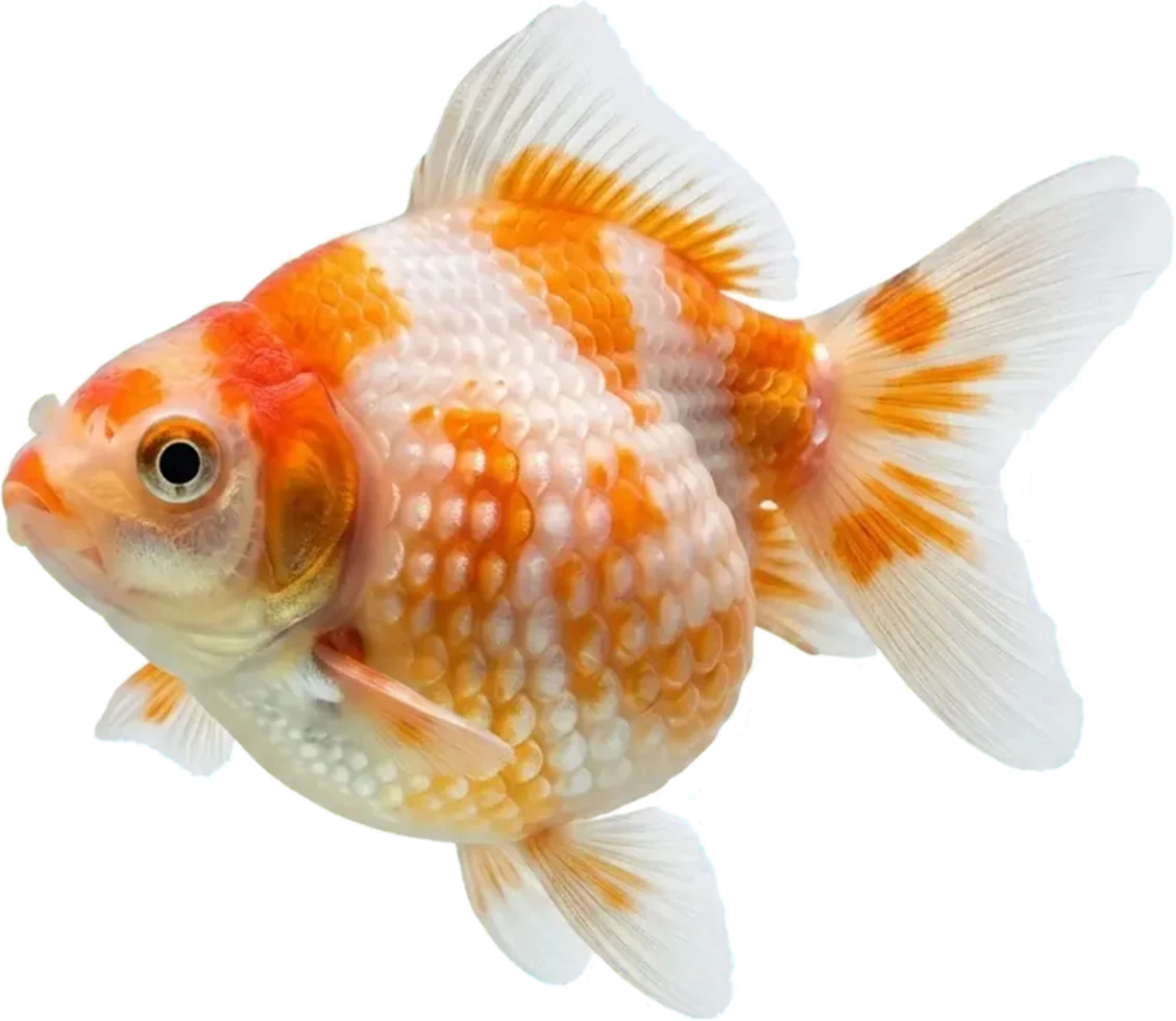 Pearlscale, Carassius auratus