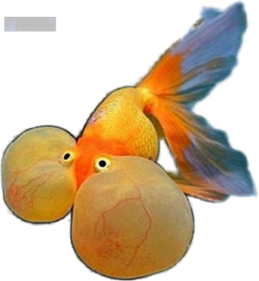 Bubble Eye, Carassius auratus