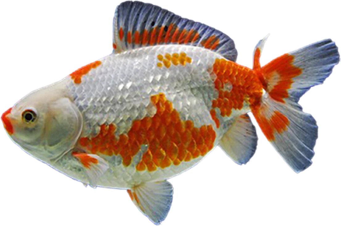 Jikin, Carassius auratus