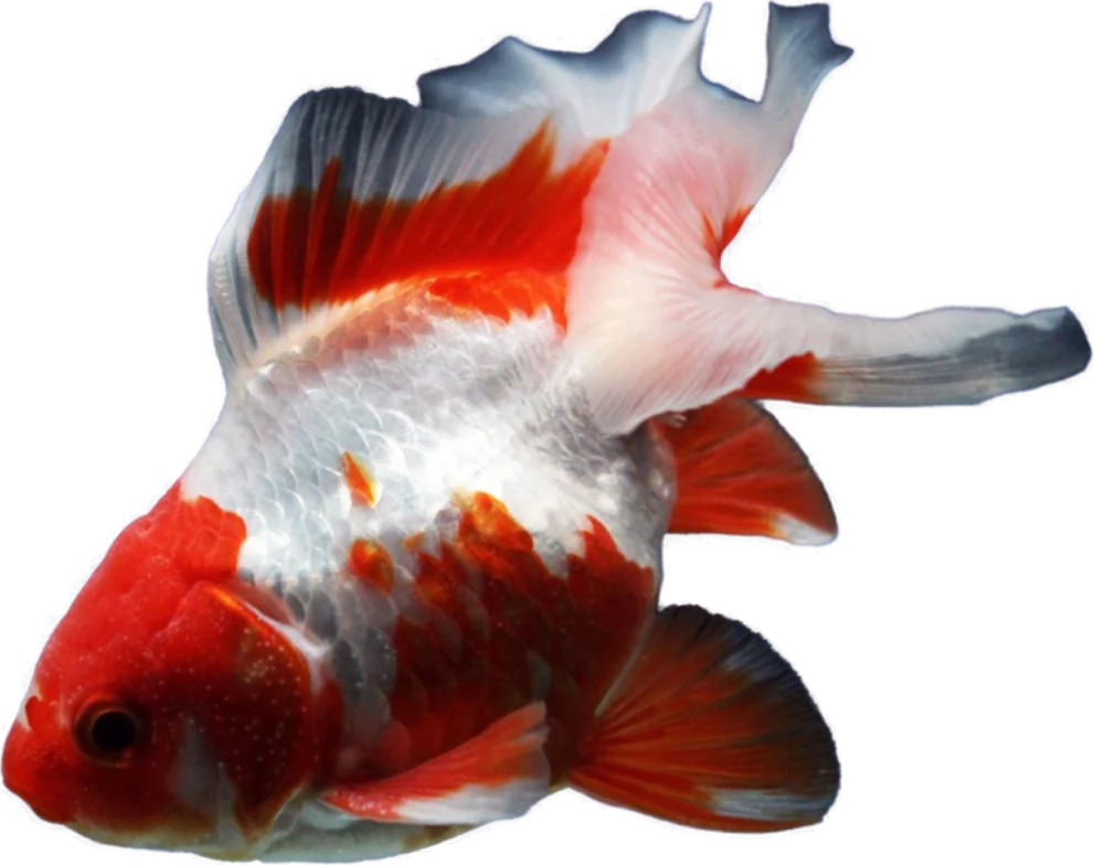 Tosakin, Carassius auratus