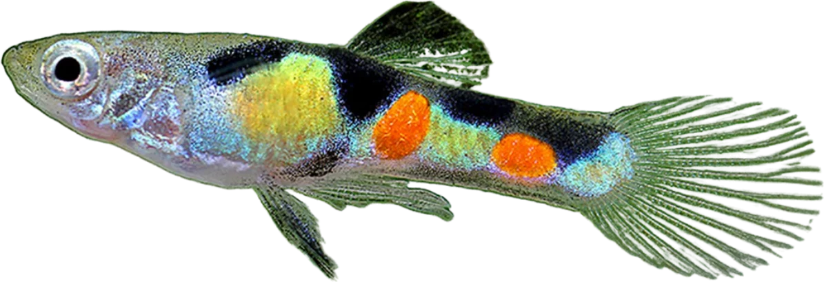 Endler, Poecilia wingei