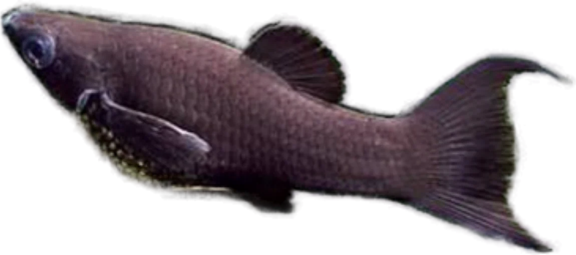 Molly negro, Poecilia sphenops