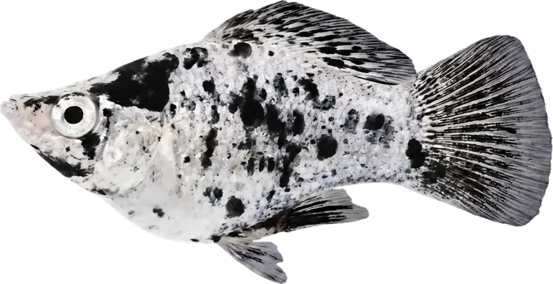 Molly dálmata, Poecilia sphenops