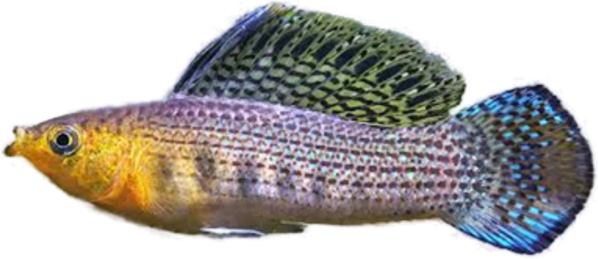 Molly sailfin, Poecilia latipinna