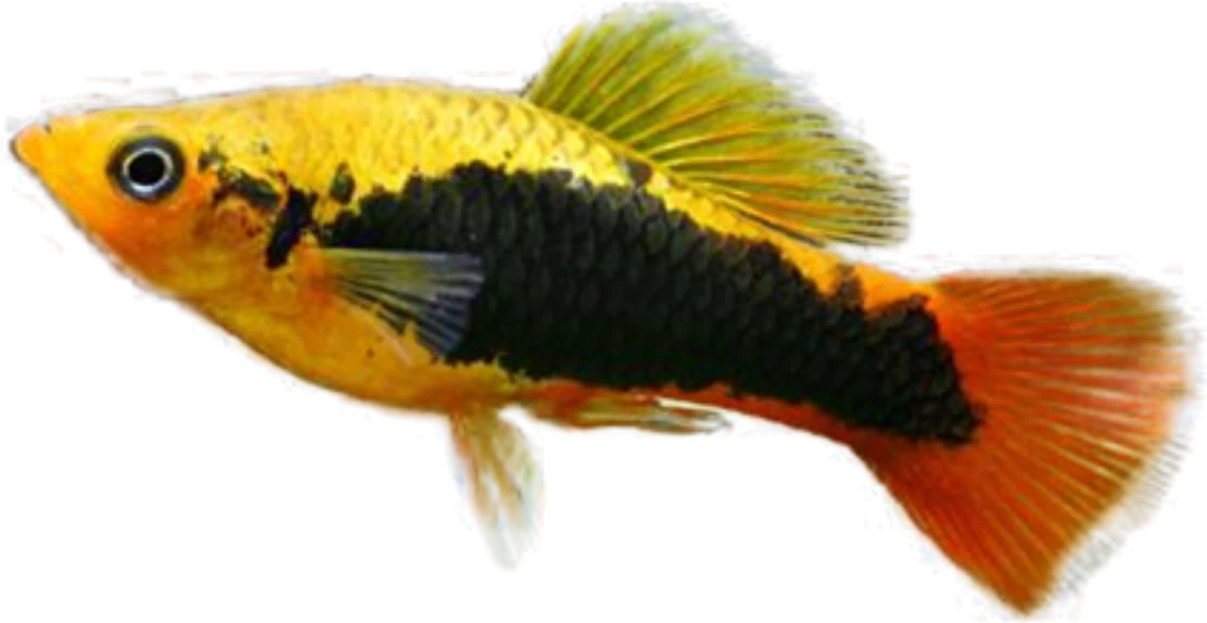 Platy variatus, Xiphophorus variatus