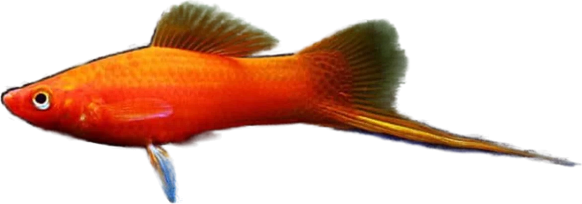 Cola de espada, Xiphophorus hellerii