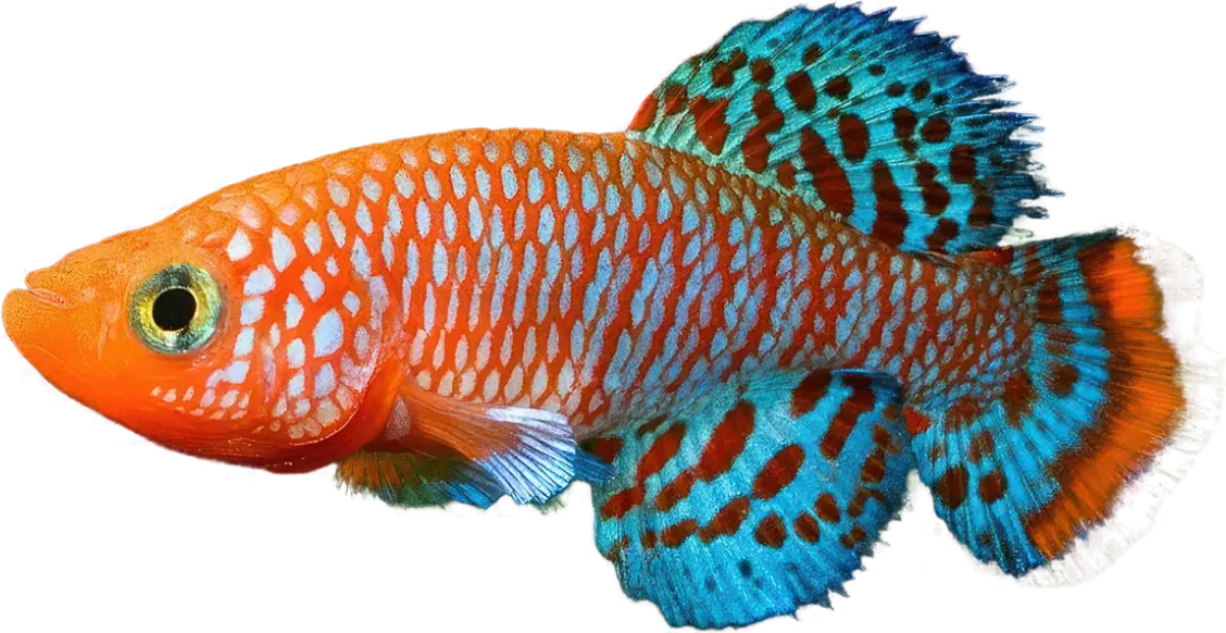 Nothobranchius rachovii, Nothobranchius rachovii