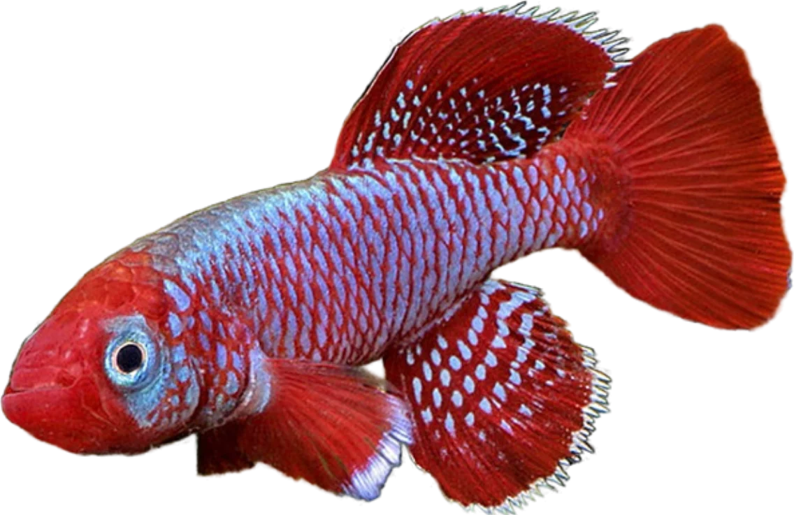 Nothobranchius korthausae, Nothobranchius korthausae