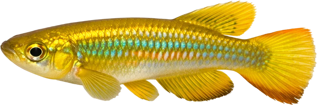 Golden Wonder, Aplocheilus lineatus