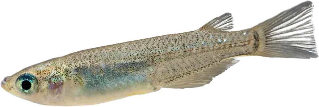Medaka japonés, Oryzias latipes