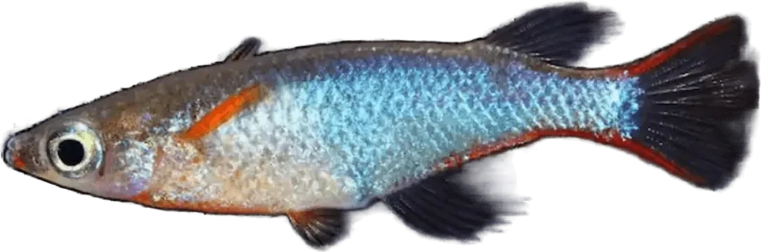 Daisy's Ricefish, Oryzias woworae