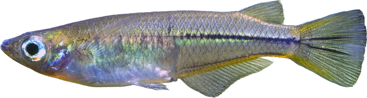 Celebes Ricefish, Oryzias celebensis