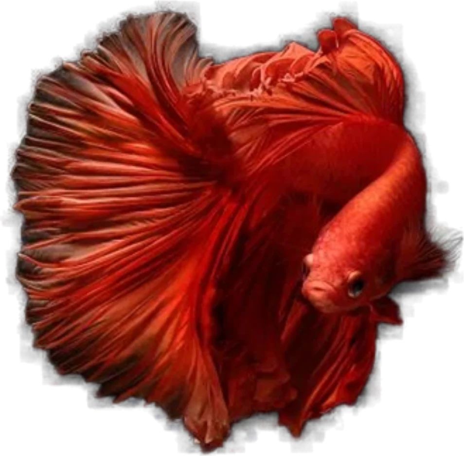 Betta splendens, Betta splendens