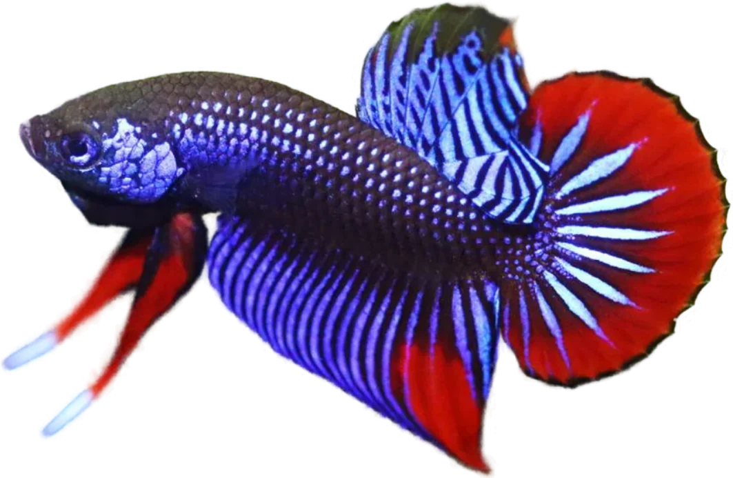 Betta imbellis, Betta imbellis
