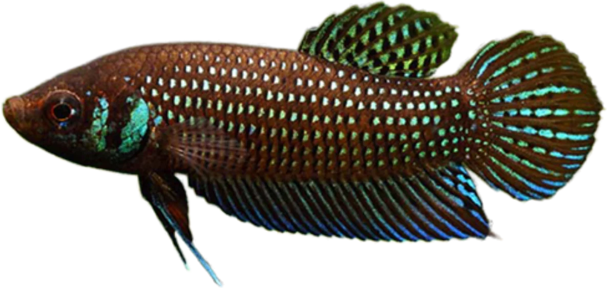 Betta mahachaiensis, Betta mahachaiensis