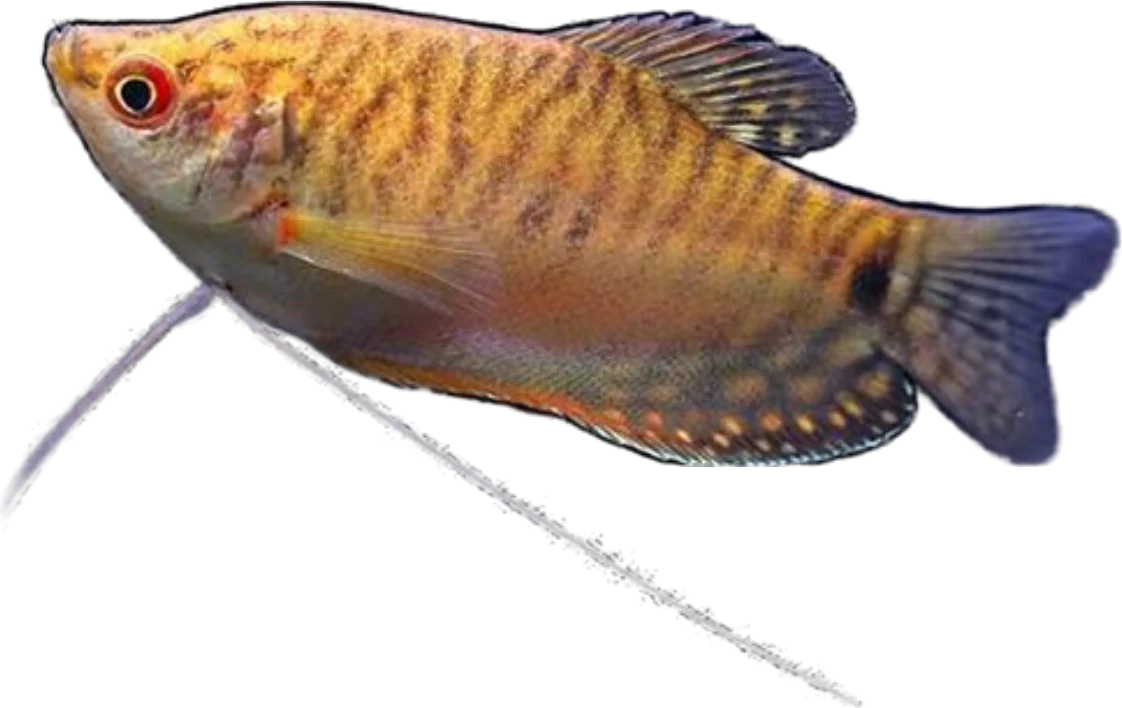 Gourami miel, Trichogaster chuna