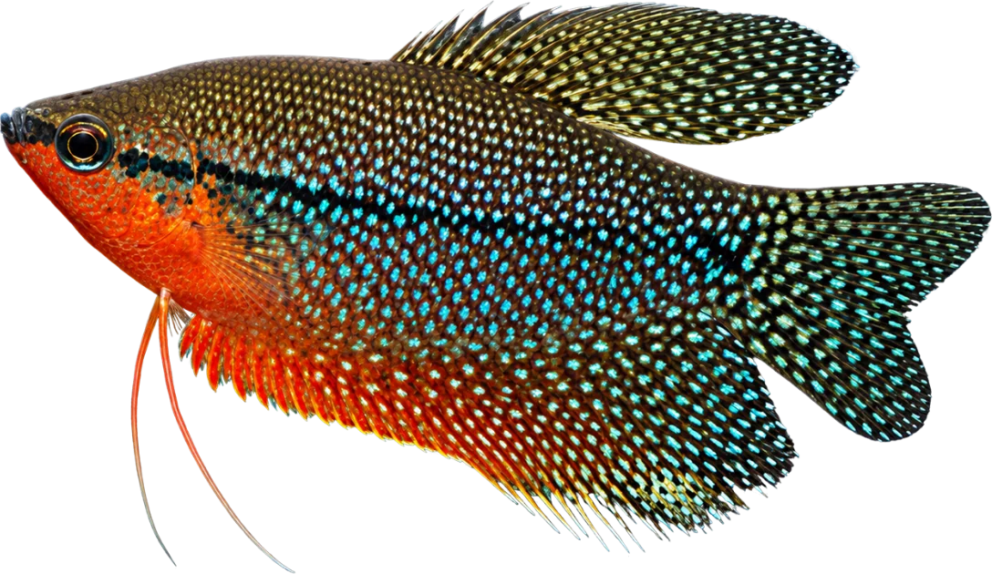 Gourami perla, Trichopodus leerii