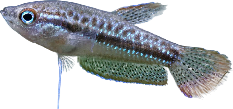 Sparkling Gourami, Trichopsis pumila