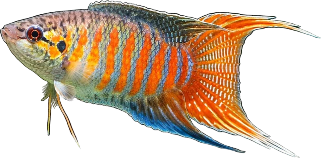 Paradise Fish, Macropodus opercularis