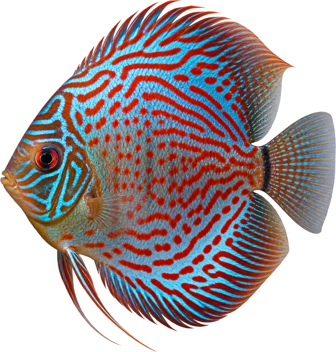 Disco, Symphysodon aequifasciatus
