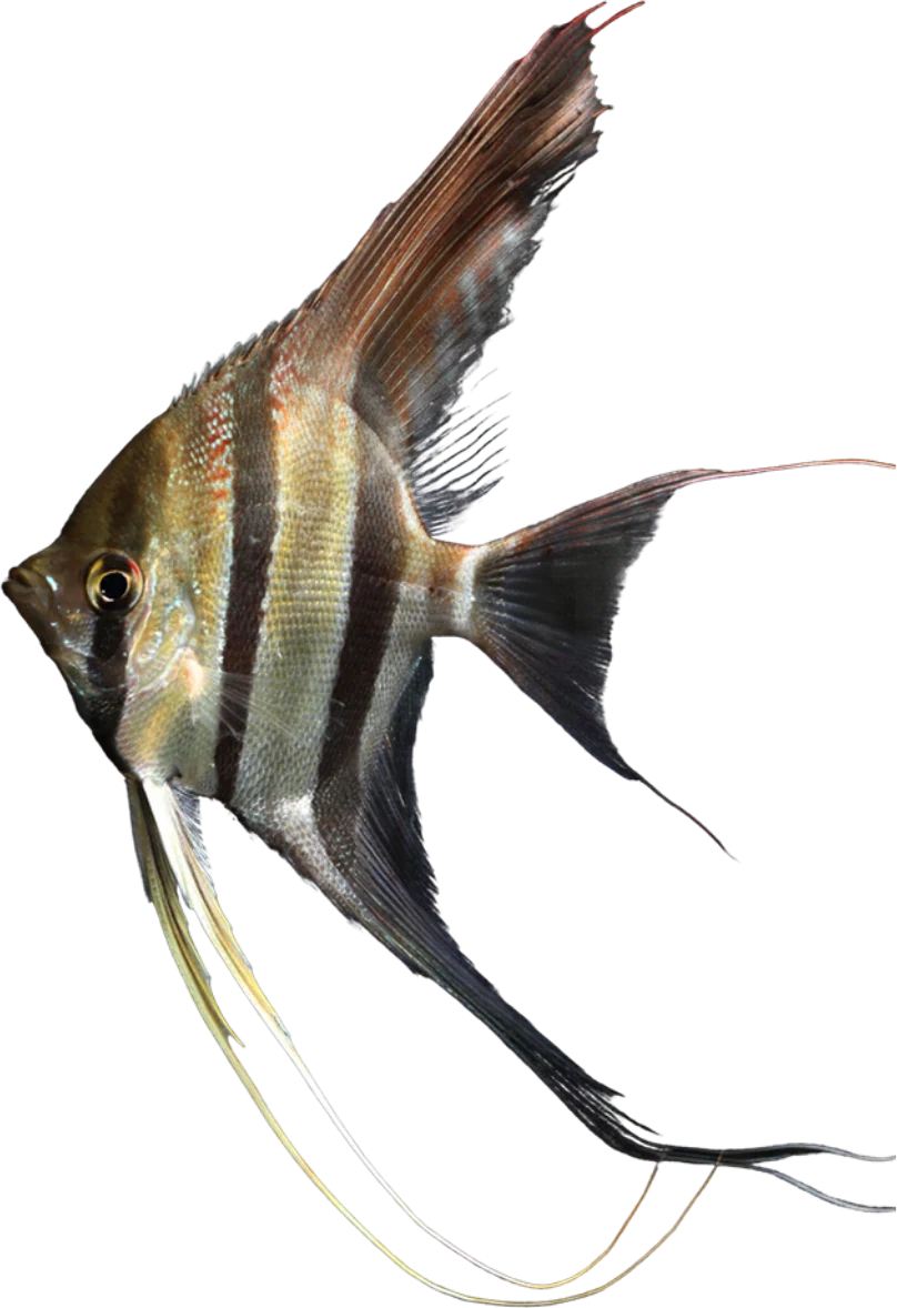 Altum, Pterophyllum altum