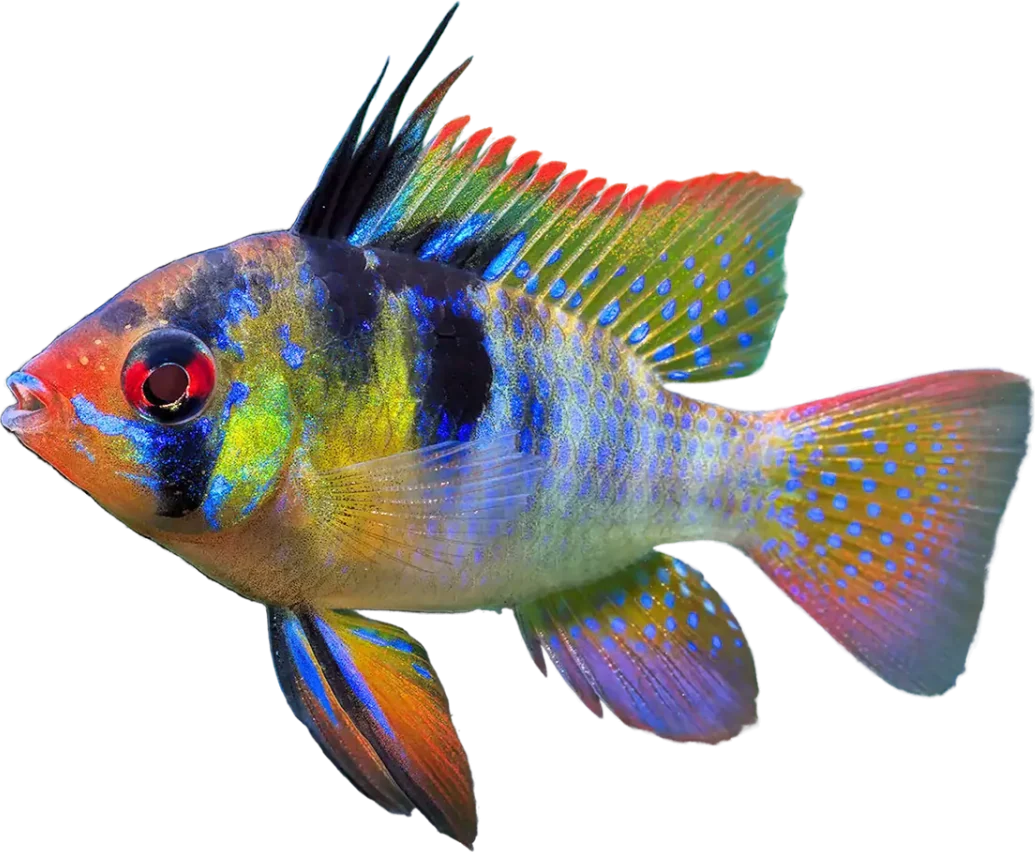Ramirezi, Mikrogeophagus ramirezi