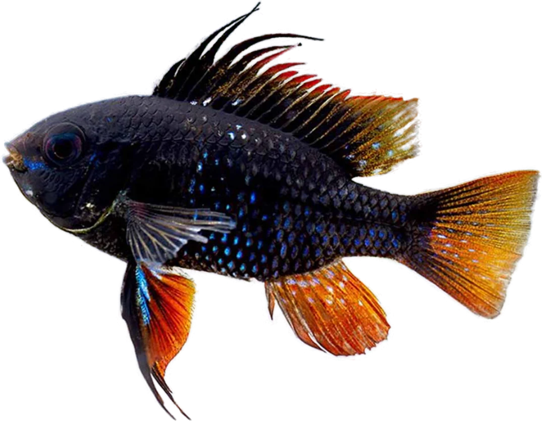 Ramirezi Dark Knight, Mikrogeophagus ramirezi