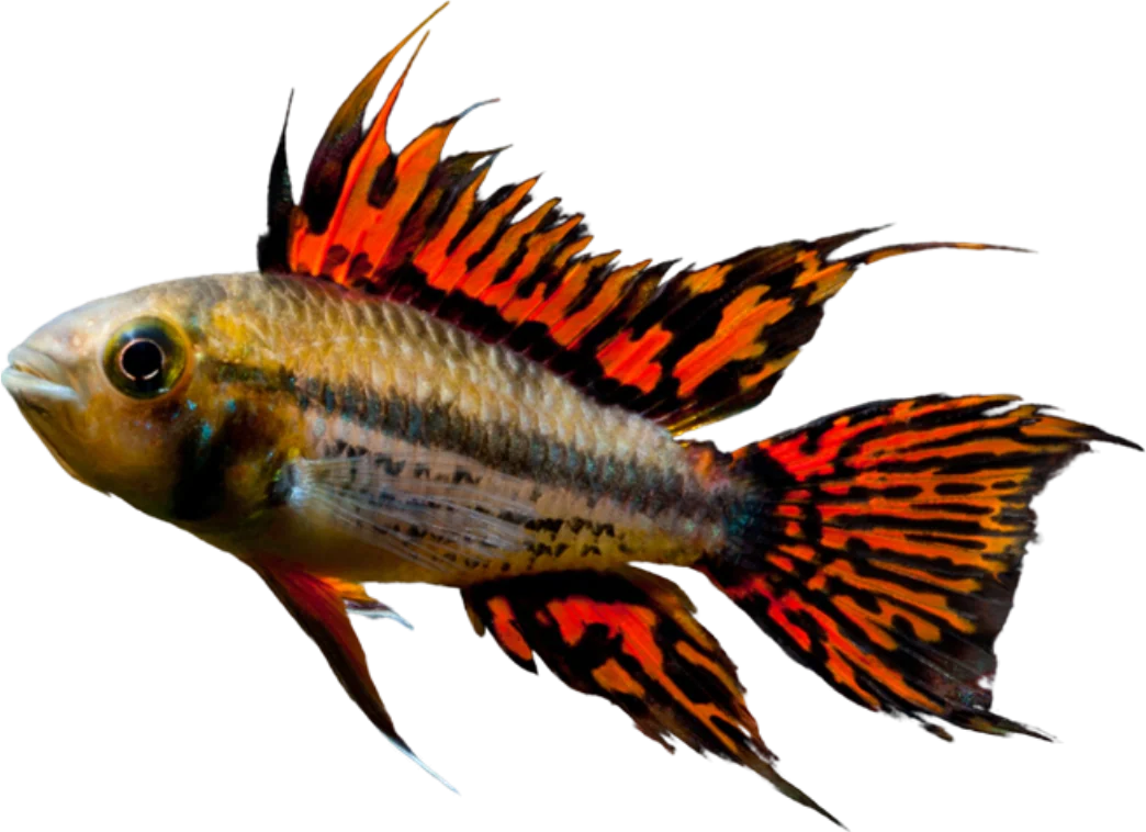 Apistogramma cacatuoides, Apistogramma cacatuoides