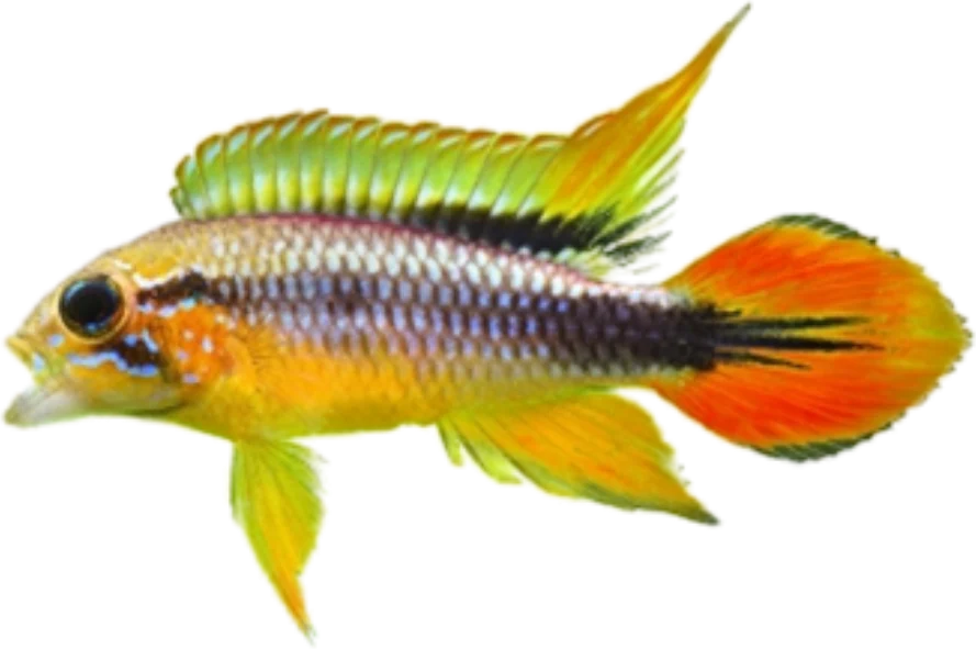 Apistogramma agassizii, Apistogramma agassizii