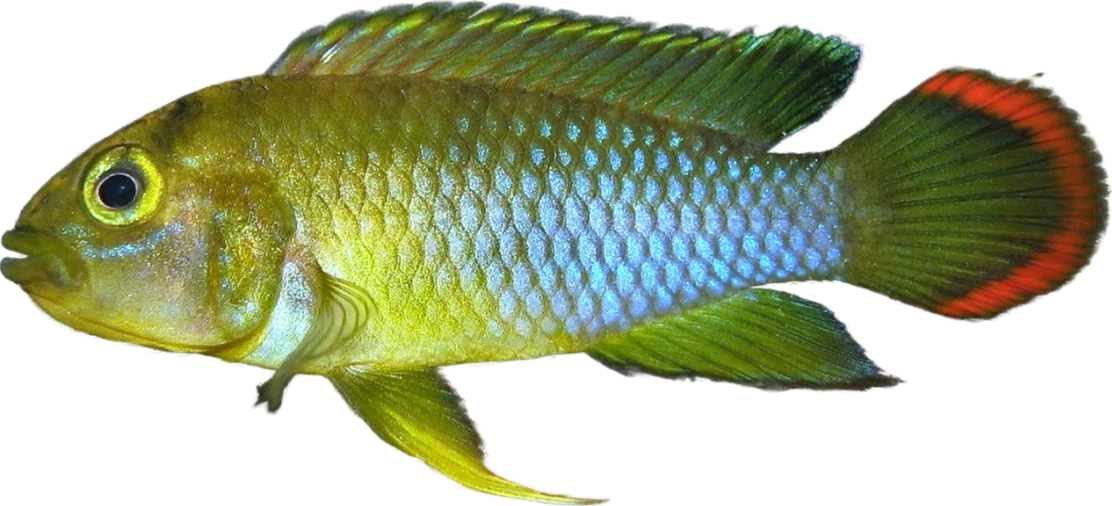 Apistogramma nijsseni, Apistogramma nijsseni