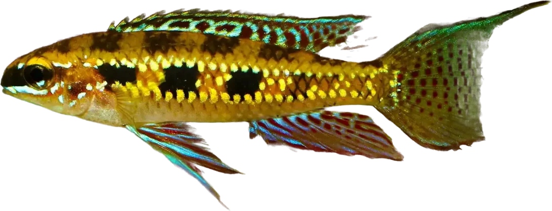 Checkerboard Cichlid, Dicrossus filamentosus