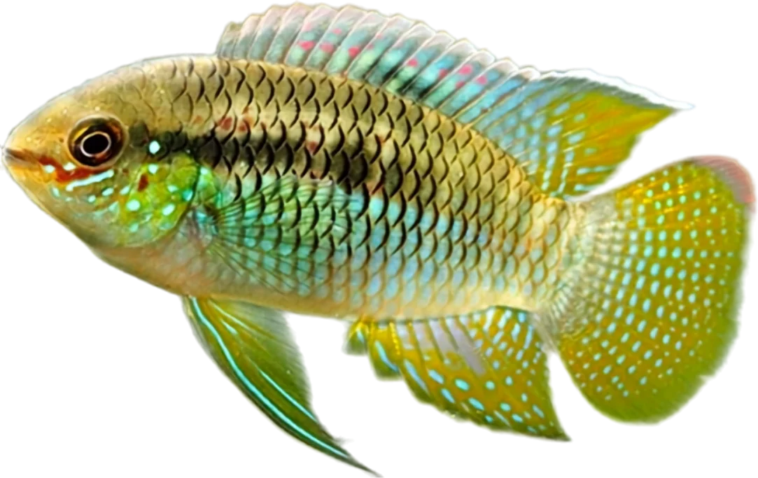 Golden Dwarf Cichlid, Nannacara anomala