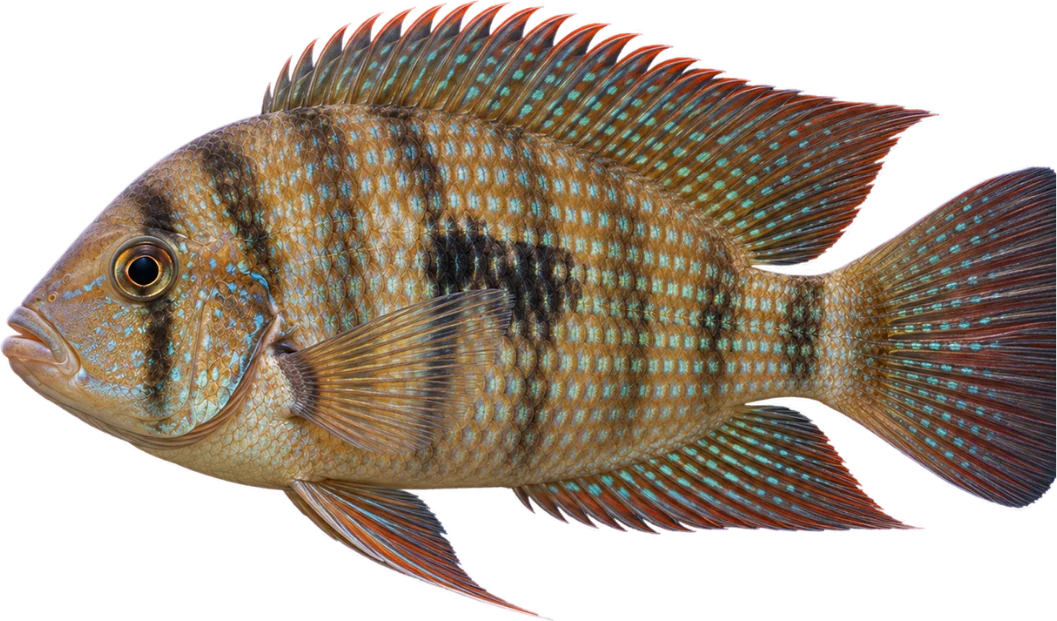 Geophagus sveni, Geophagus sveni