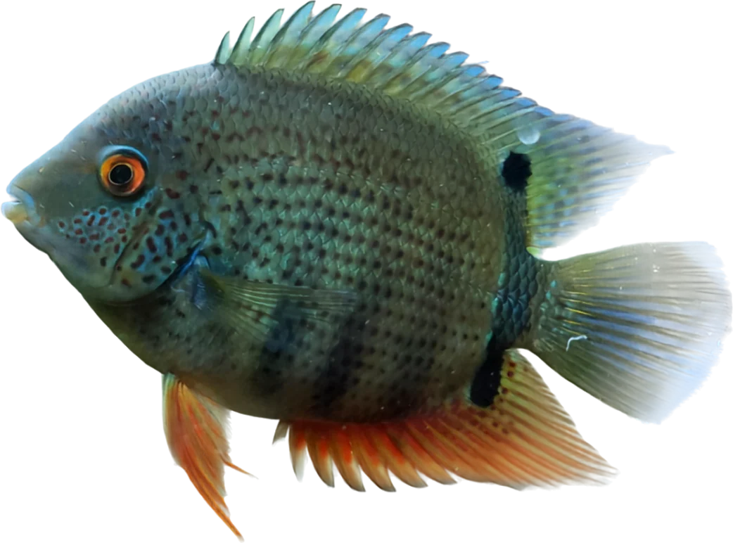 Severum, Heros efasciatus
