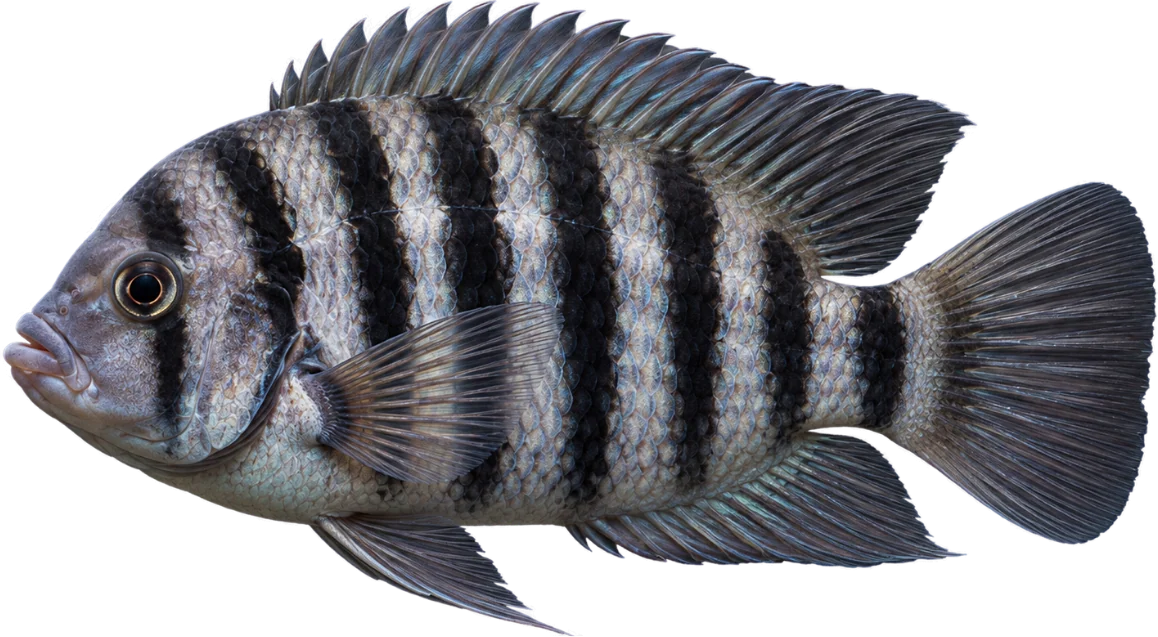 Convicto, Amatitlania nigrofasciata