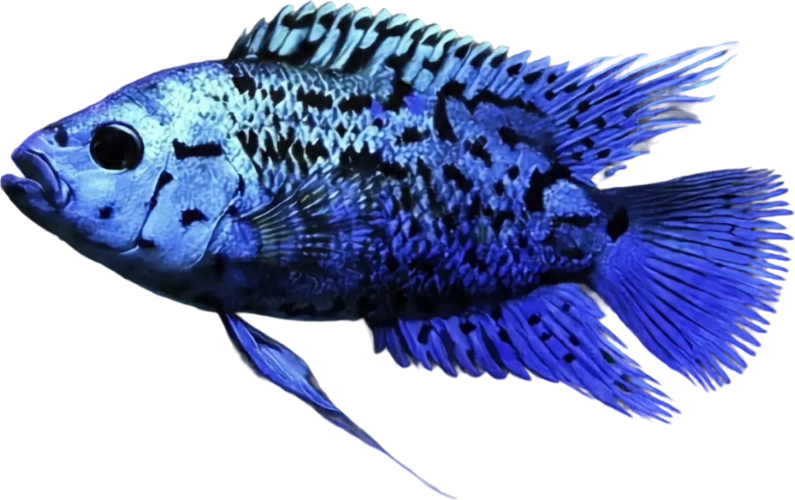 Jack Dempsey, Rocio octofasciata