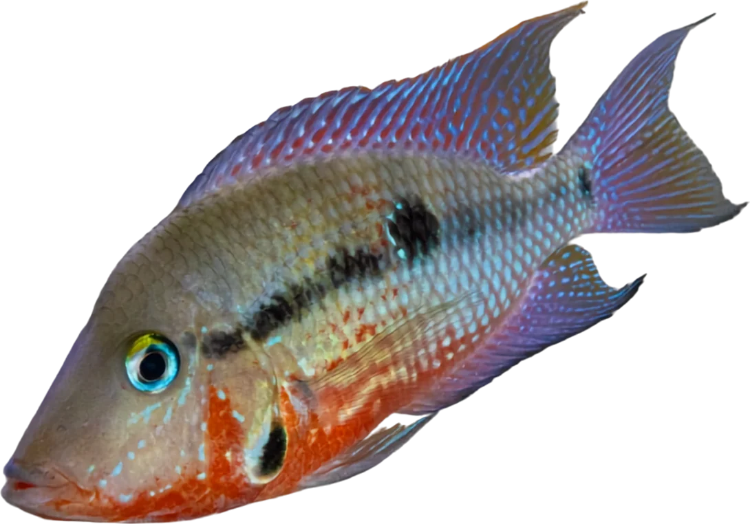Boca de fuego, Thorichthys meeki