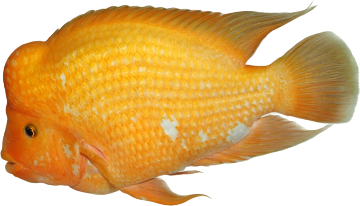 Midas cichlid, Amphilophus citrinellus