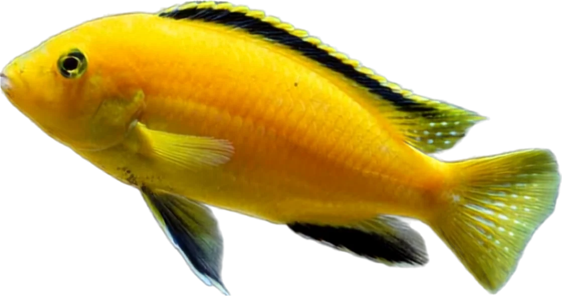 Yellow Lab, Labidochromis caeruleus