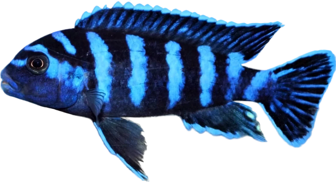 Chindongo demasoni, Chindongo demasoni
