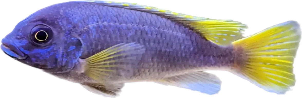Pseudotropheus sp. 'acei', Pseudotropheus sp. 'acei'